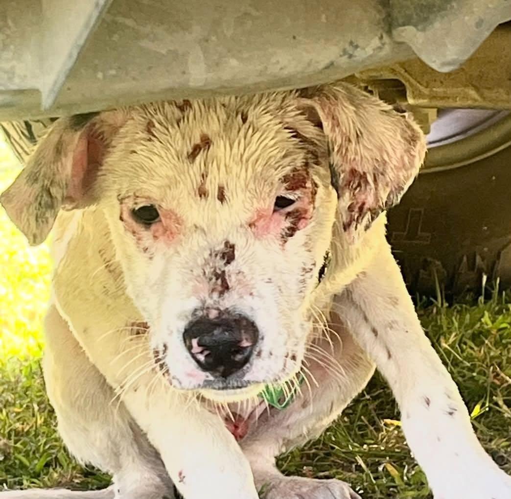Enlarge LUKE, a Adoptable Mixed Breed in Wilder, VT image 6/6