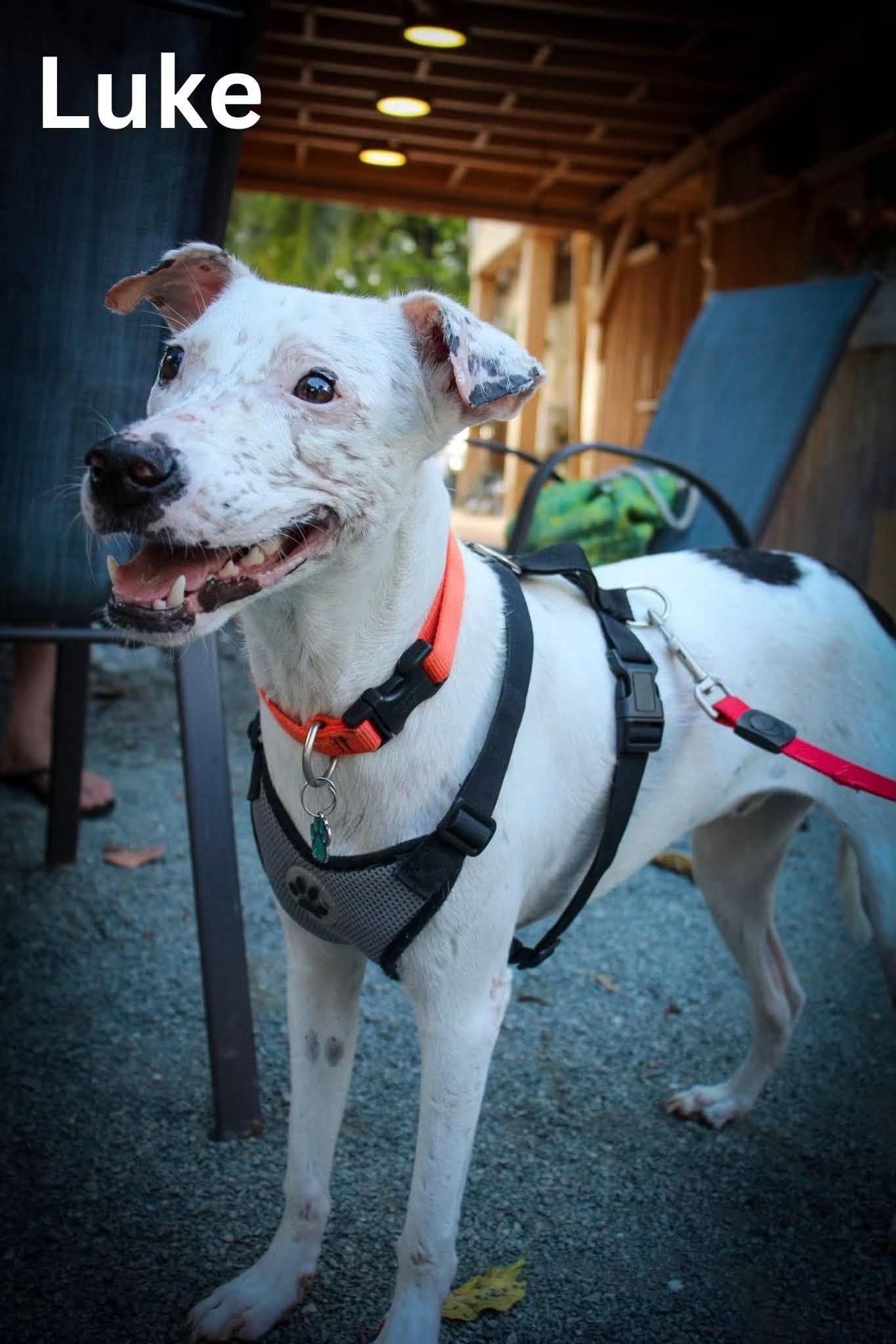 LUKE, Adoptable, Young Male Mixed Breed.