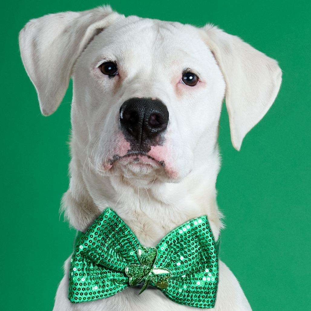 Tuna, Adoptable, Young Female Boxer & Labrador Retriever.