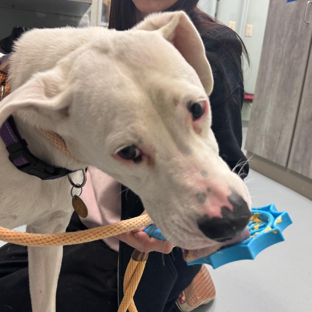 Enlarge Tuna, a Adoptable mixed breed in Saint Charles, MO image 2/6