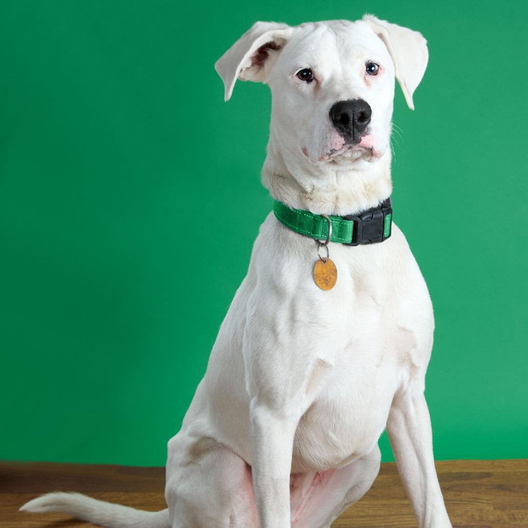 Enlarge Tuna, a Adoptable mixed breed in Saint Charles, MO image 3/6