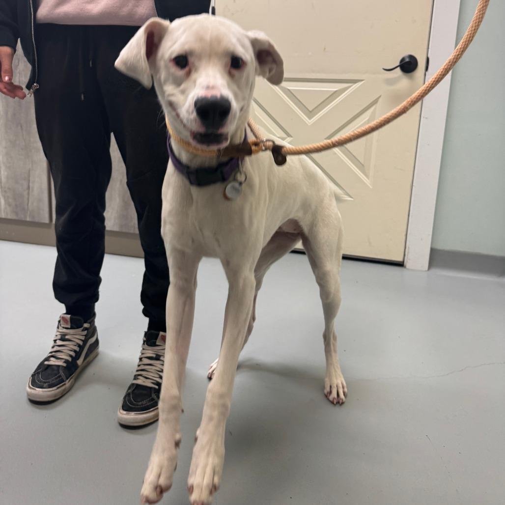 Enlarge Tuna, a Adoptable mixed breed in Saint Charles, MO image 5/6