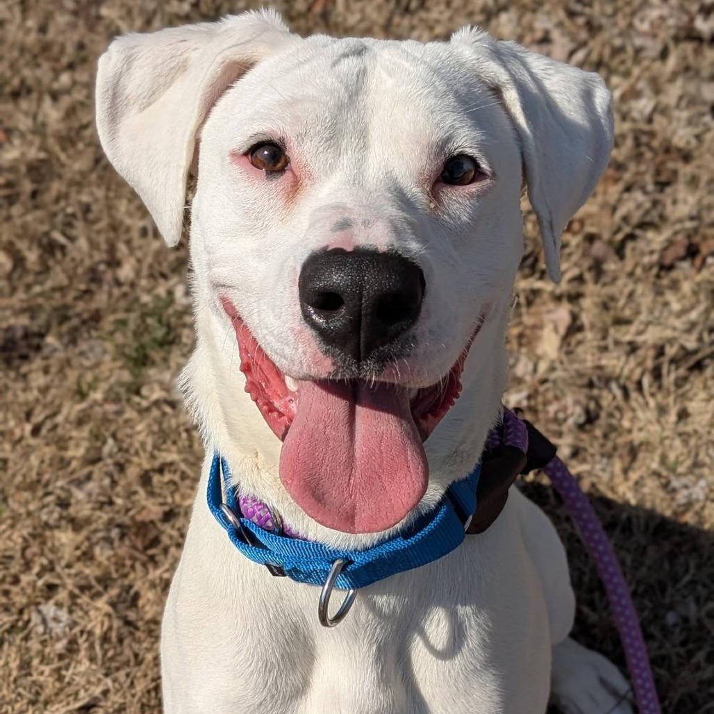 Enlarge Tuna, a Adoptable mixed breed in Saint Charles, MO image 6/6
