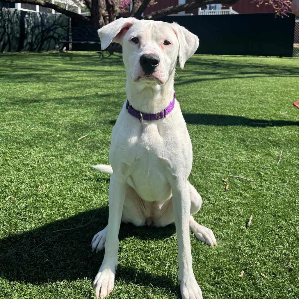 Enlarge Tuna, a Adoptable mixed breed in Saint Charles, MO image 6/6