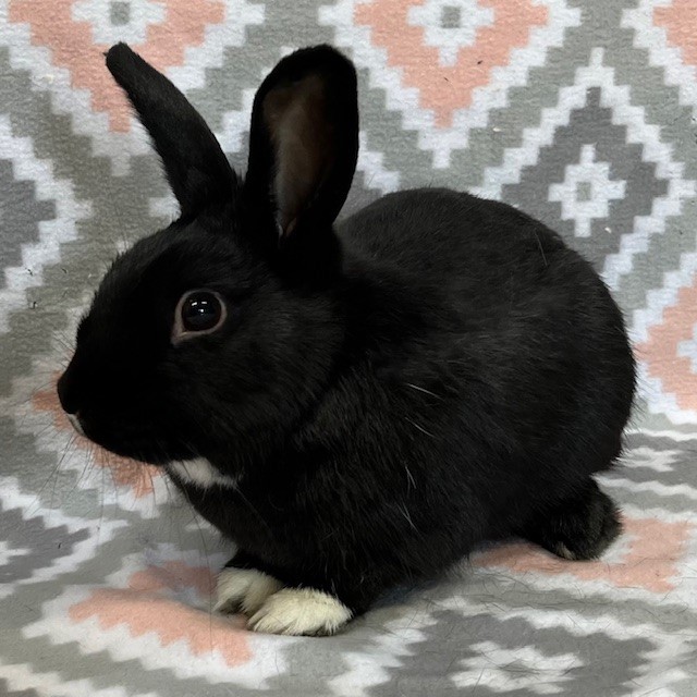 Capricorn "Cappy", Adoptable, Young Male Dutch.