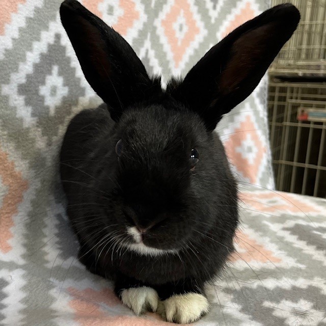 Enlarge Capricorn "Cappy", a Adoptable Dutch in Erie, PA image 2/5