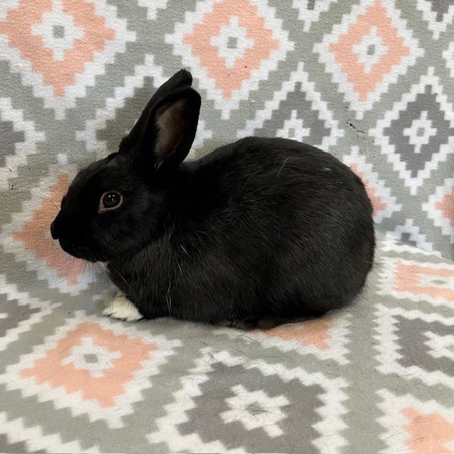 Enlarge Capricorn "Cappy", a Adoptable Dutch in Erie, PA image 3/5