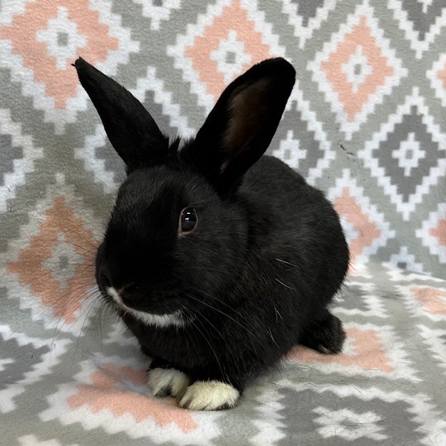 Enlarge Capricorn "Cappy", a Adoptable Dutch in Erie, PA image 5/5