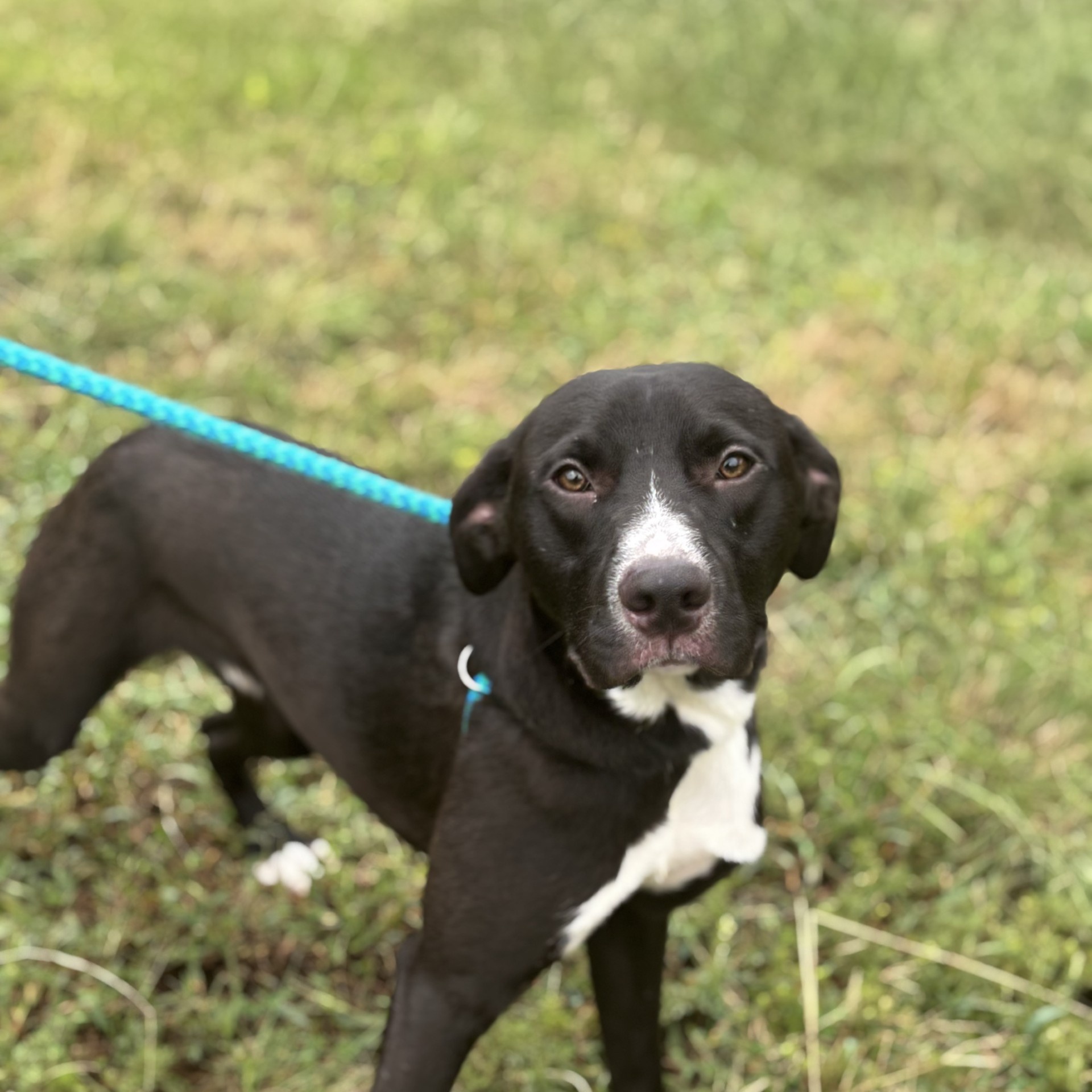 Judd Chester (CONC-A-54), a Adoptable Mixed Breed in Concord, NC image 2/6