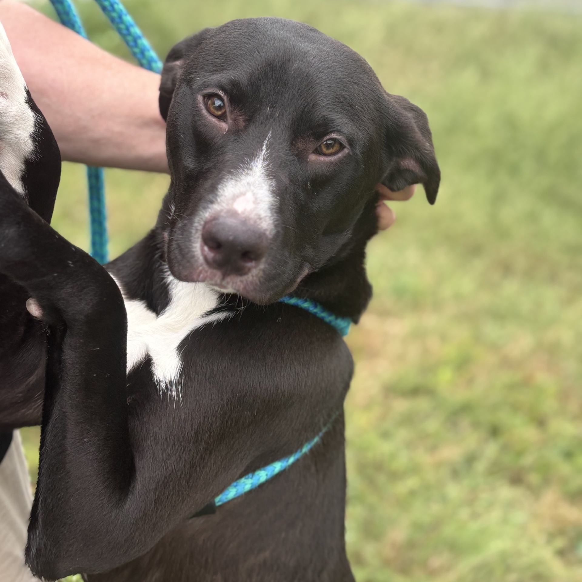 Judd Chester (CONC-A-54), a Adoptable Mixed Breed in Concord, NC image 1/6