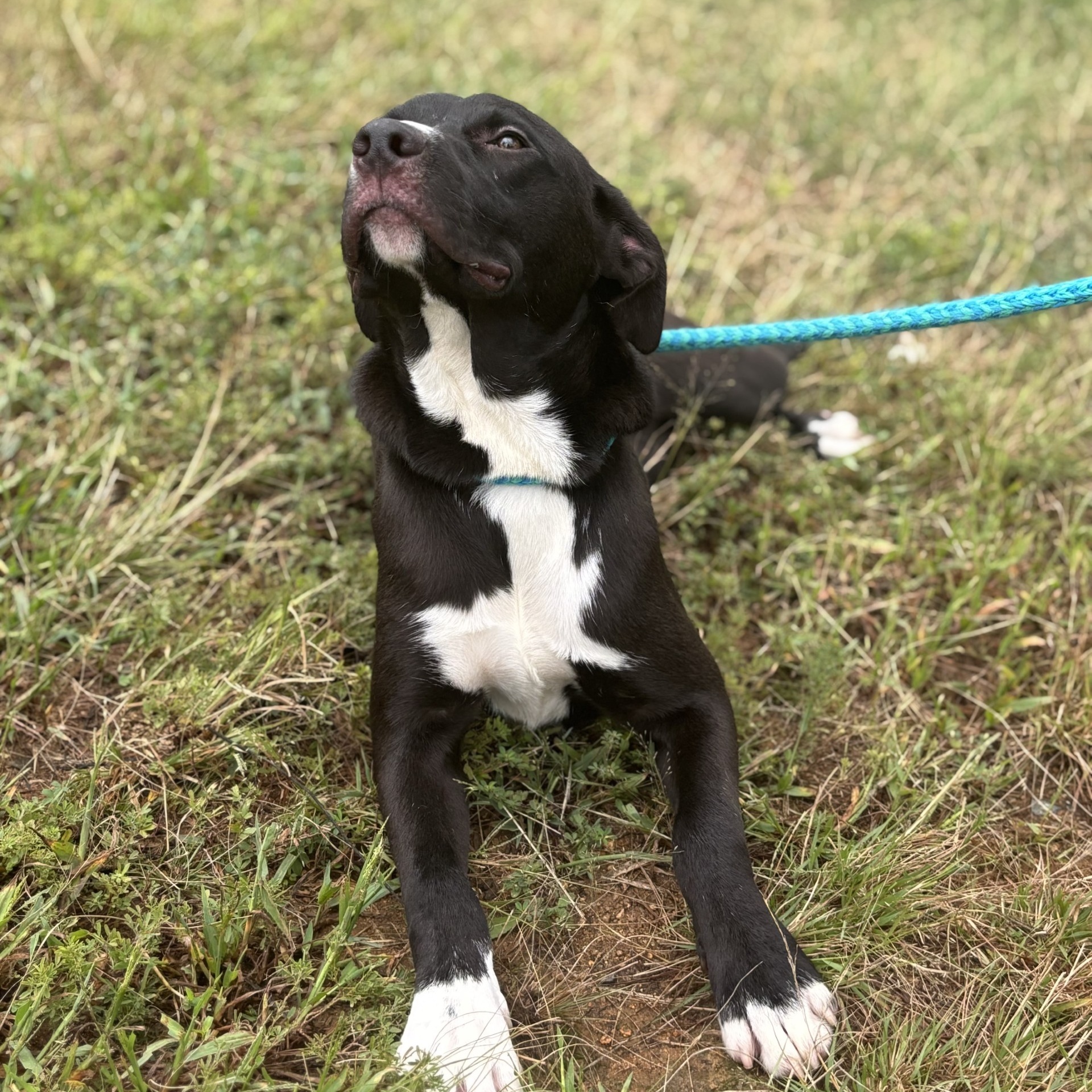 Judd Chester (CONC-A-54), a Adoptable Mixed Breed in Concord, NC image 4/6
