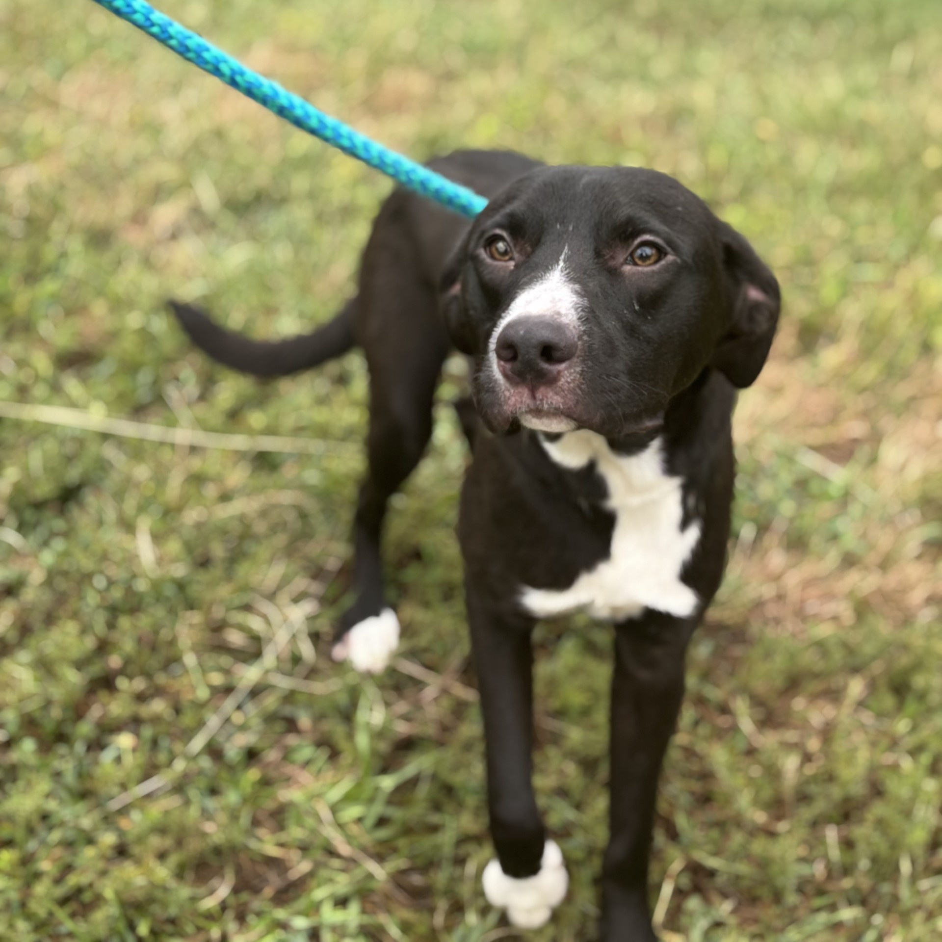 Judd Chester (CONC-A-54), a Adoptable Mixed Breed in Concord, NC image 3/6