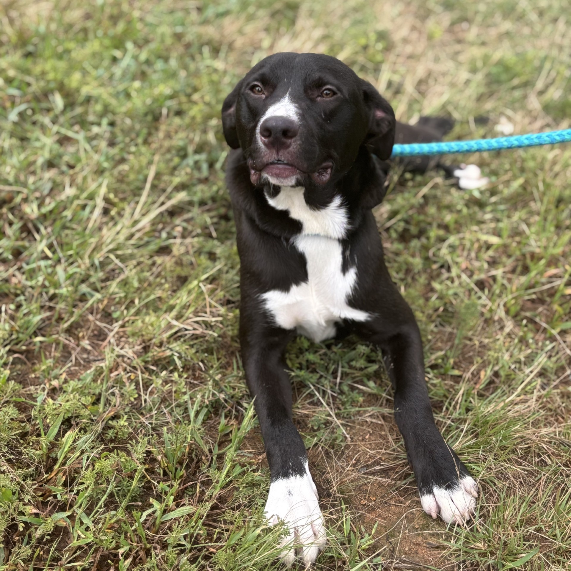 Judd Chester (CONC-A-54), a Adoptable Mixed Breed in Concord, NC image 5/6