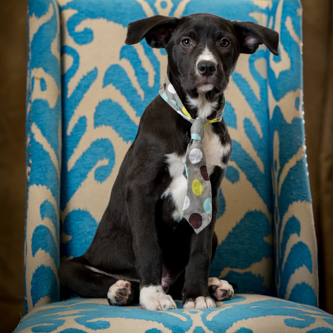 Judd Chester (CONC-A-54), a Adoptable Mixed Breed in Concord, NC image 6/6