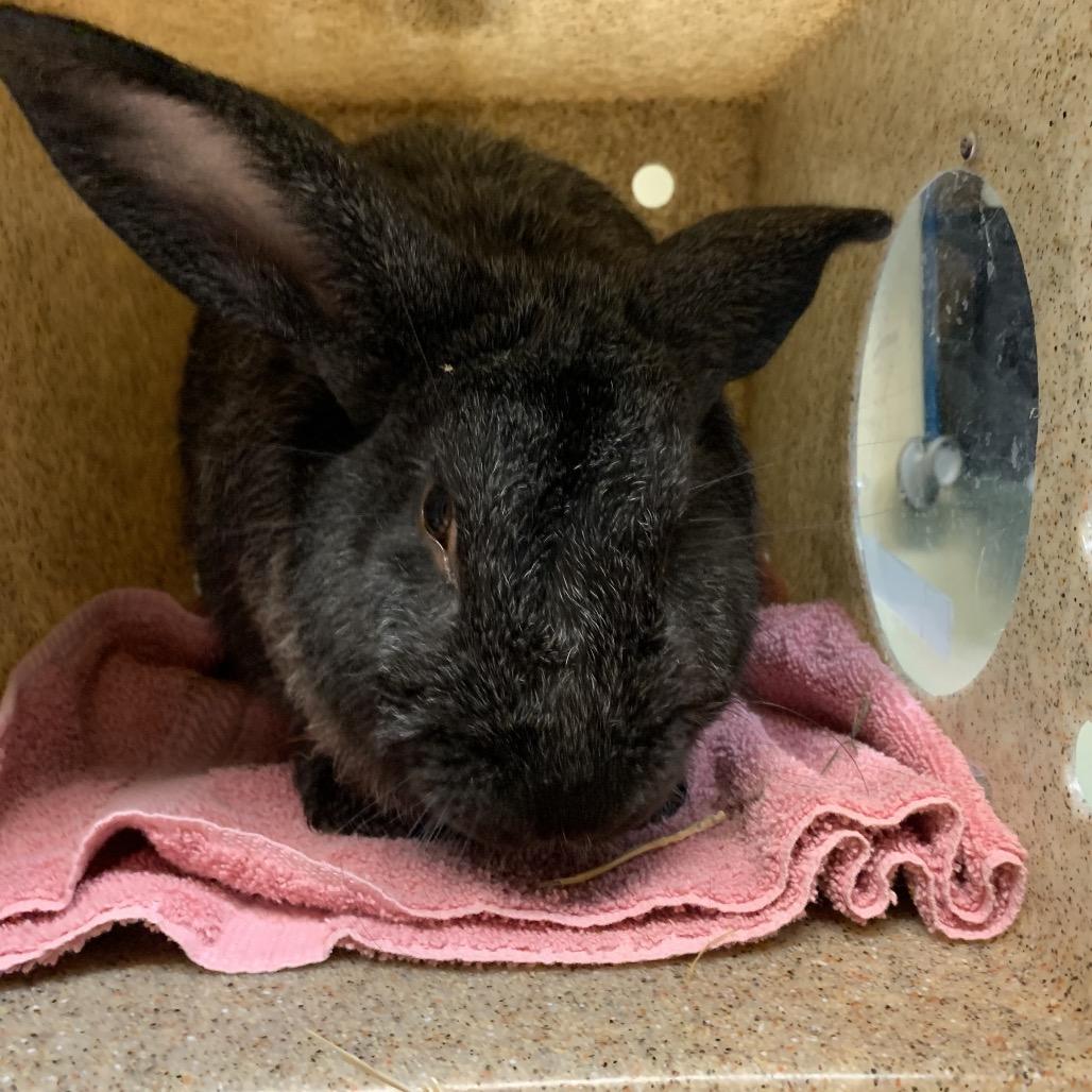 Ruger, Adoptable, Adult Male Bunny Rabbit.