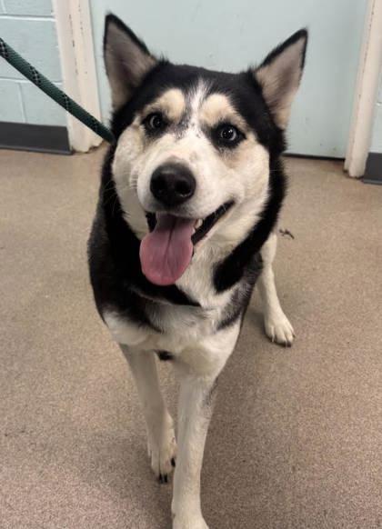 Baby, Adoptable, Adult Female Siberian Husky & Mixed Breed.