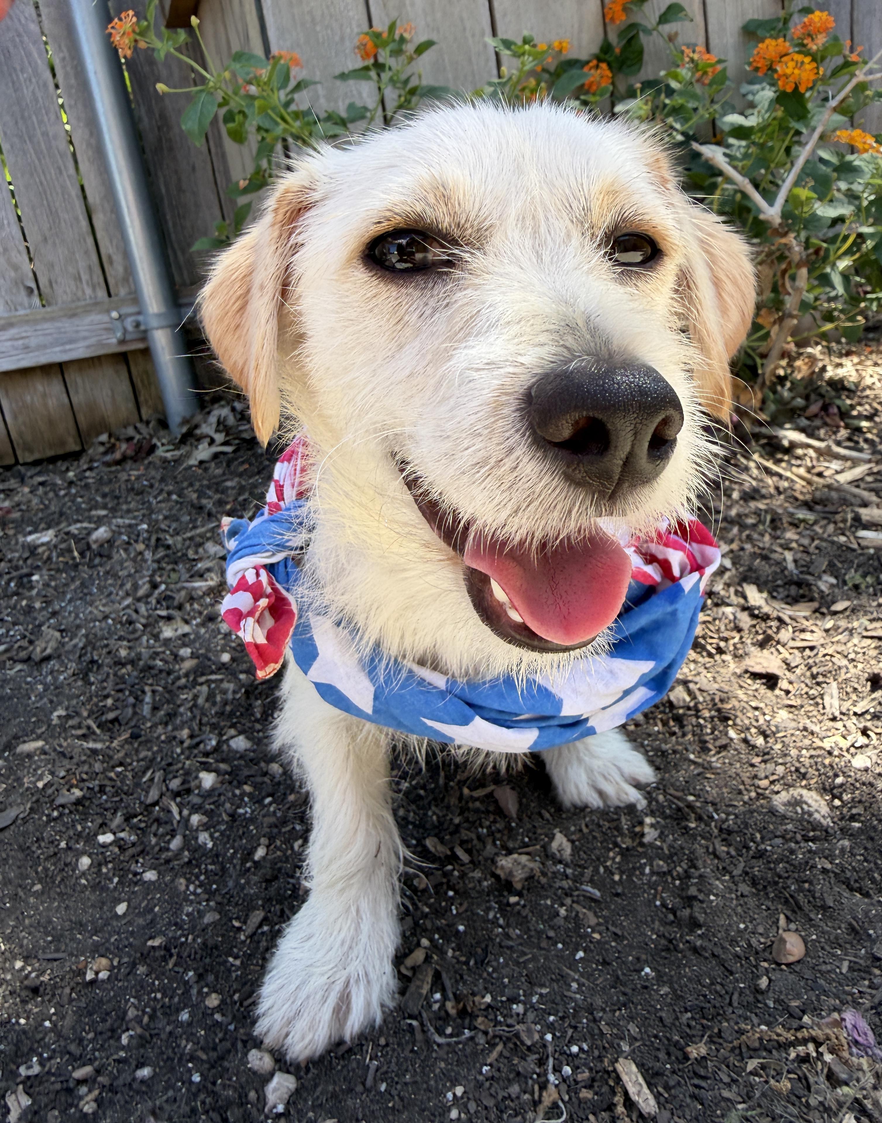 Fork, adopted, Young Female Terrier.