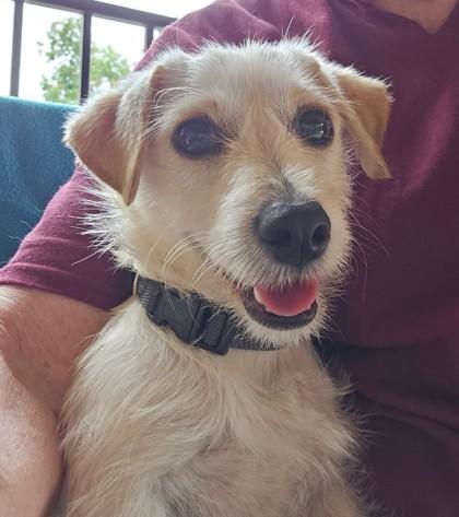 Enlarge Fork, an adopted Terrier in Plano, TX image 3/3