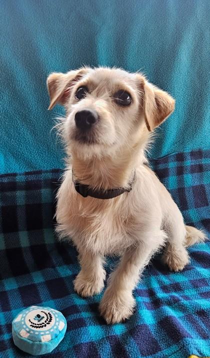 Enlarge Fork, an adopted Terrier in Plano, TX image 2/3