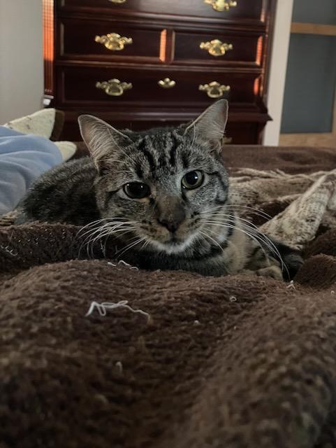 Enlarge Molly, a Adoptable Domestic Short Hair in Milltown, NJ image 2/6