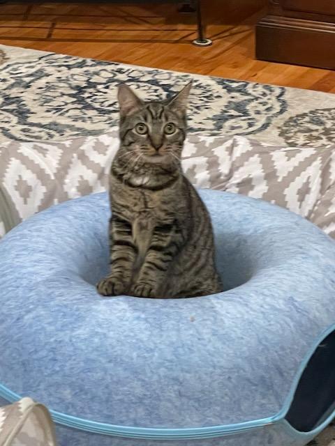 Enlarge Molly, a Adoptable Domestic Short Hair in Milltown, NJ image 4/6