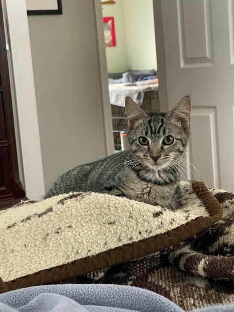 Enlarge Molly, a Adoptable Domestic Short Hair in Milltown, NJ image 1/6