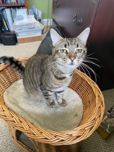 Enlarge Molly, a Adoptable Domestic Short Hair in Milltown, NJ image 3/6