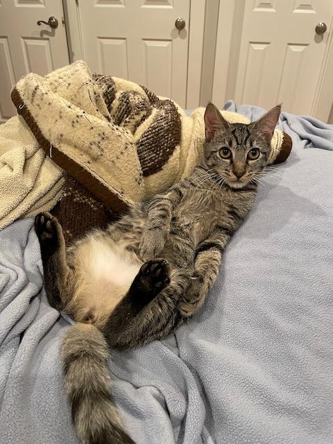 Molly, Adoptable, Young Female Domestic Short Hair.