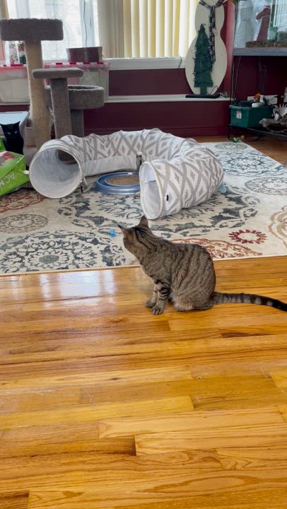 Enlarge Molly, a Adoptable Domestic Short Hair in Milltown, NJ video 6/6