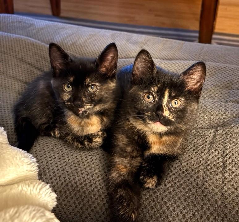 Kittens, ADOPTABLE, Kitten Female Domestic Short Hair.