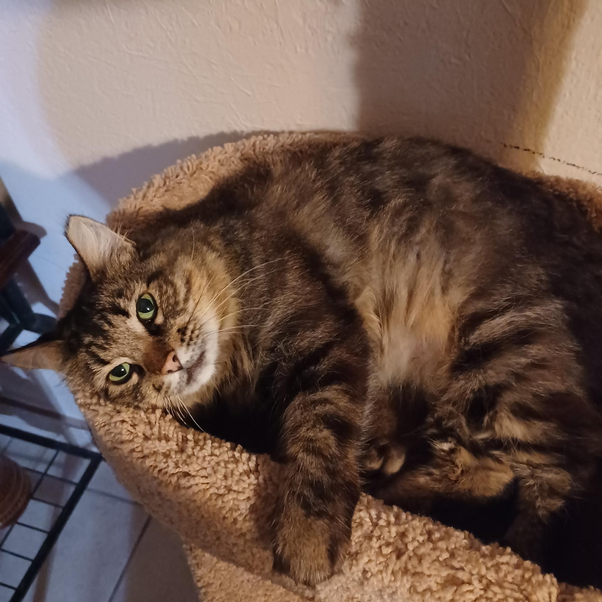 Enlarge Sadie, an adopted mixed breed in queen creek, AZ image 1/1