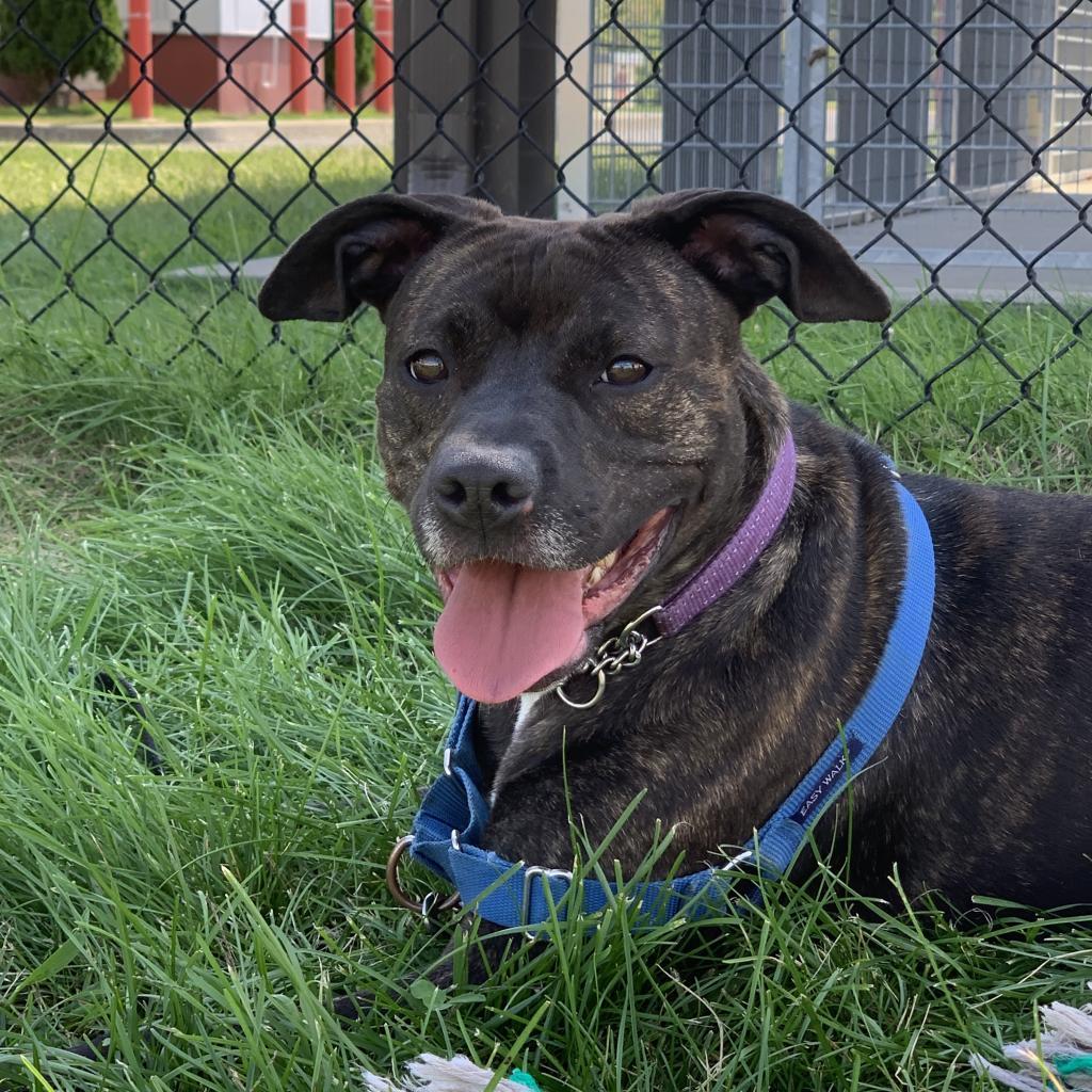 Enlarge Baby Girl, a Adoptable Pit Bull Terrier in Ballston Spa, NY image 1/6