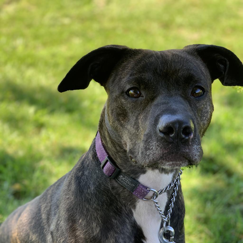 Enlarge Baby Girl, a Adoptable Pit Bull Terrier in Ballston Spa, NY image 2/6