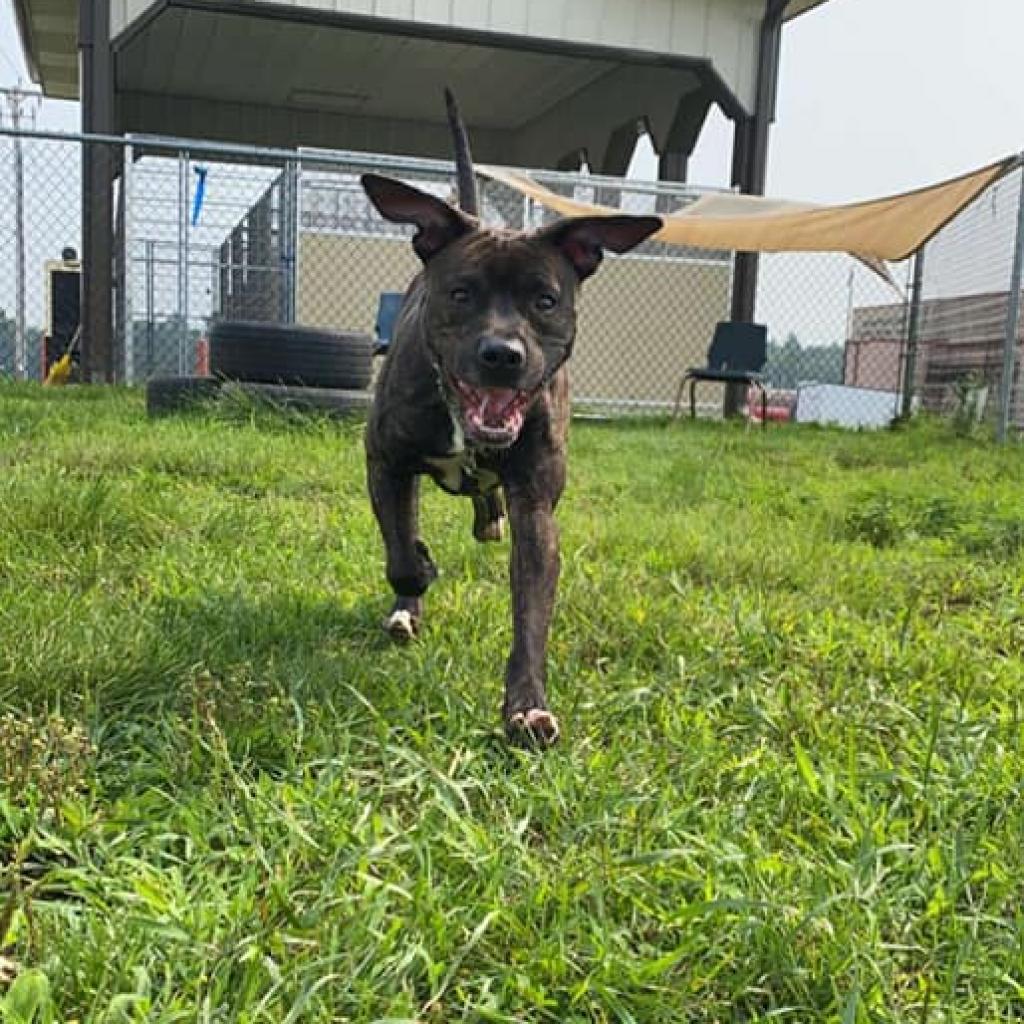 Enlarge Baby Girl, a Adoptable Pit Bull Terrier in Ballston Spa, NY image 3/6