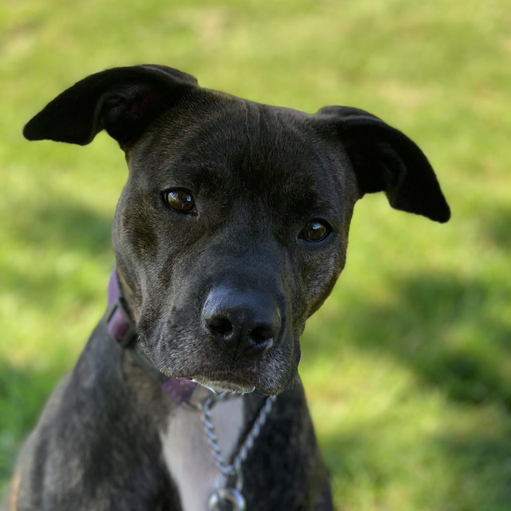 Enlarge Baby Girl, a Adoptable Pit Bull Terrier in Ballston Spa, NY image 4/6