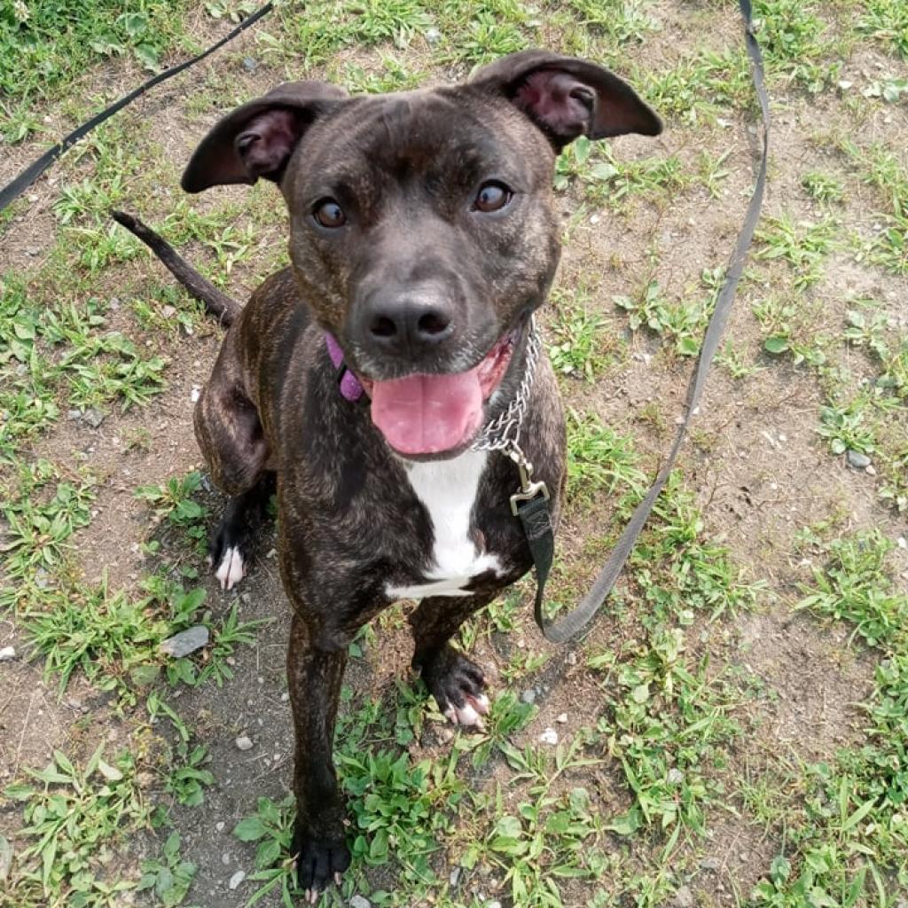 Enlarge Baby Girl, a Adoptable Pit Bull Terrier in Ballston Spa, NY image 5/6