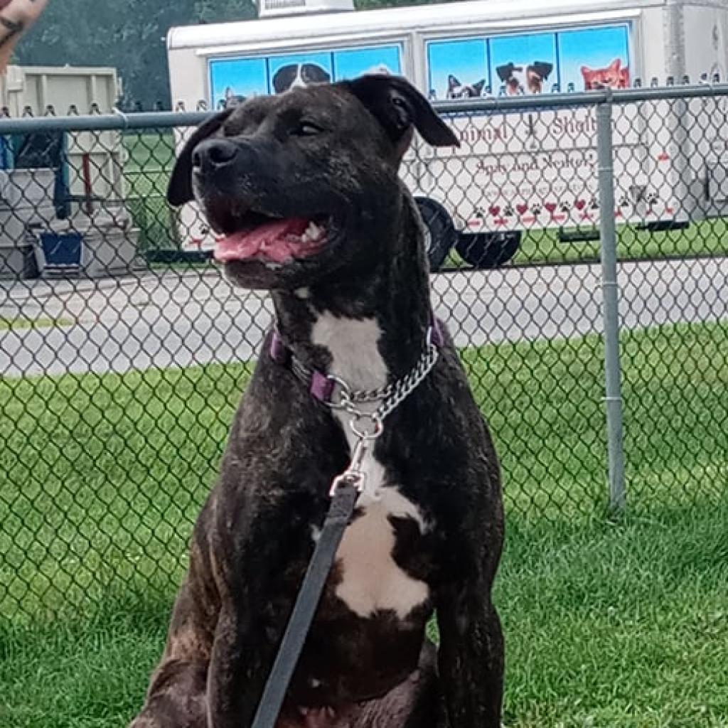 Enlarge Baby Girl, a Adoptable Pit Bull Terrier in Ballston Spa, NY image 6/6