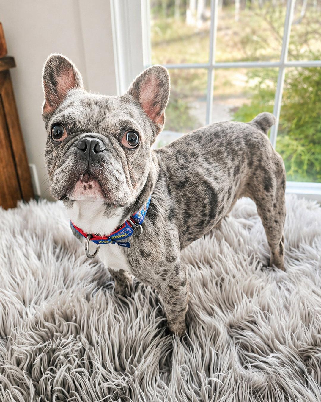 Enlarge Marty McFly, a Adopted French Bulldog in Sudbury, MA image 3/3
