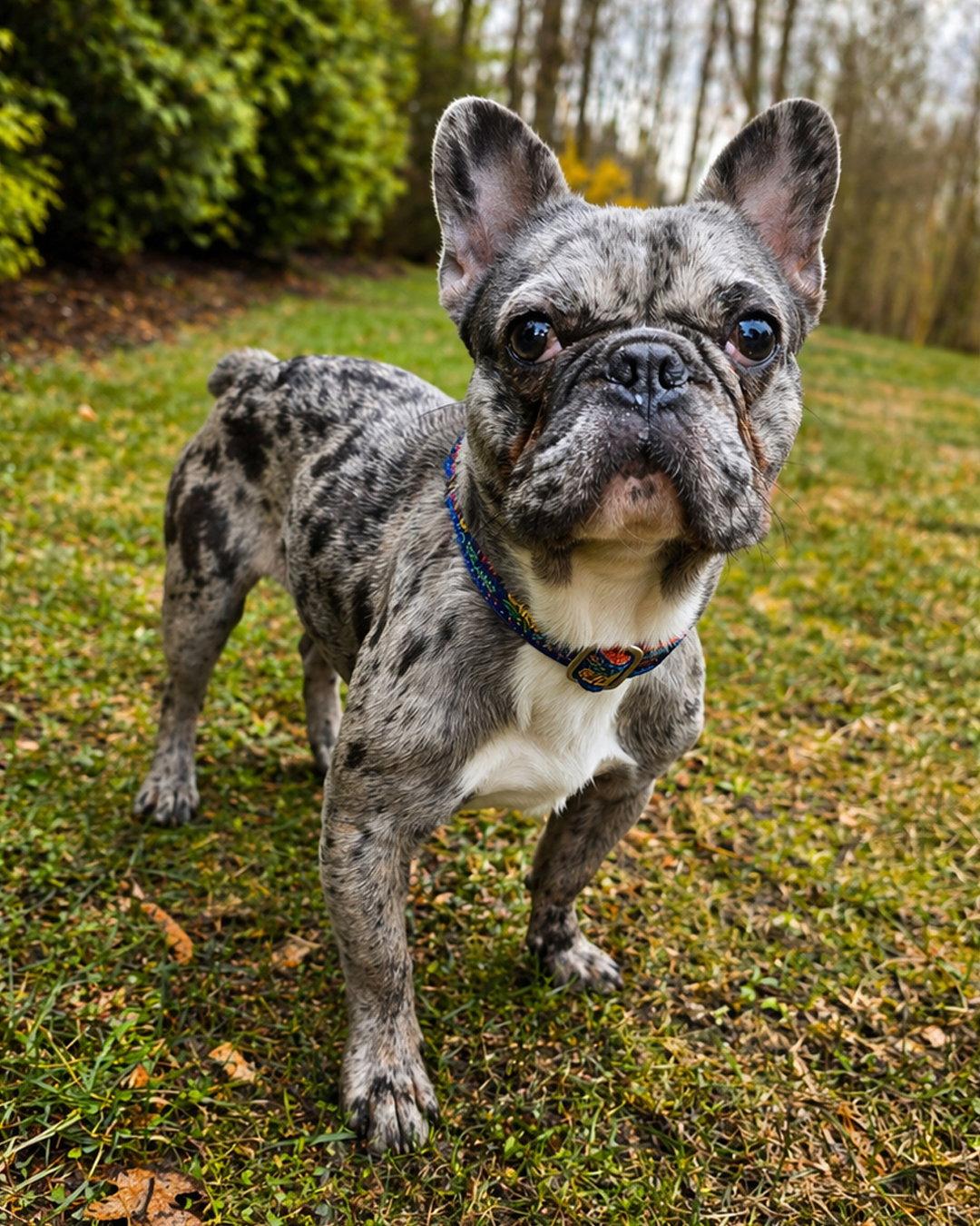 Enlarge Marty McFly, a Adopted French Bulldog in Sudbury, MA image 1/3