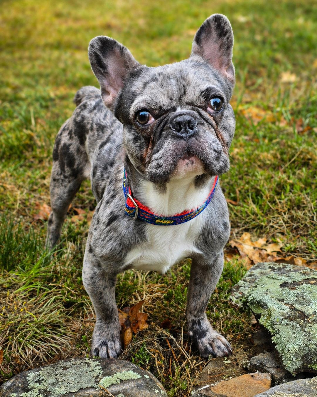 Enlarge Marty McFly, a Adopted French Bulldog in Sudbury, MA image 2/3
