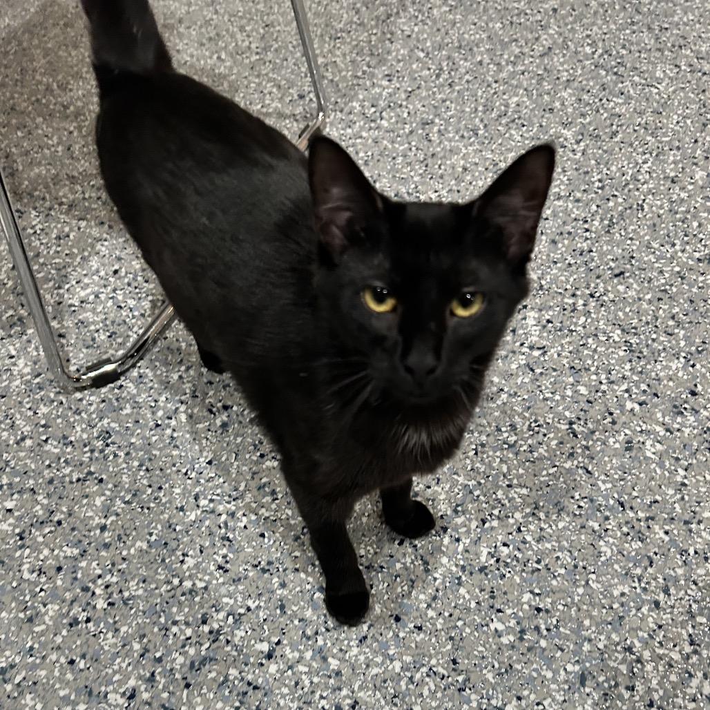 Enlarge Star, a Adoptable Domestic Short Hair in Nashville, TN image 1/1