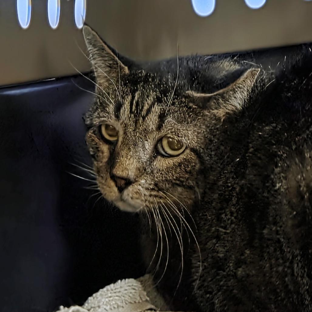 Waldo, Adoptable, Adult Male Domestic Short Hair.