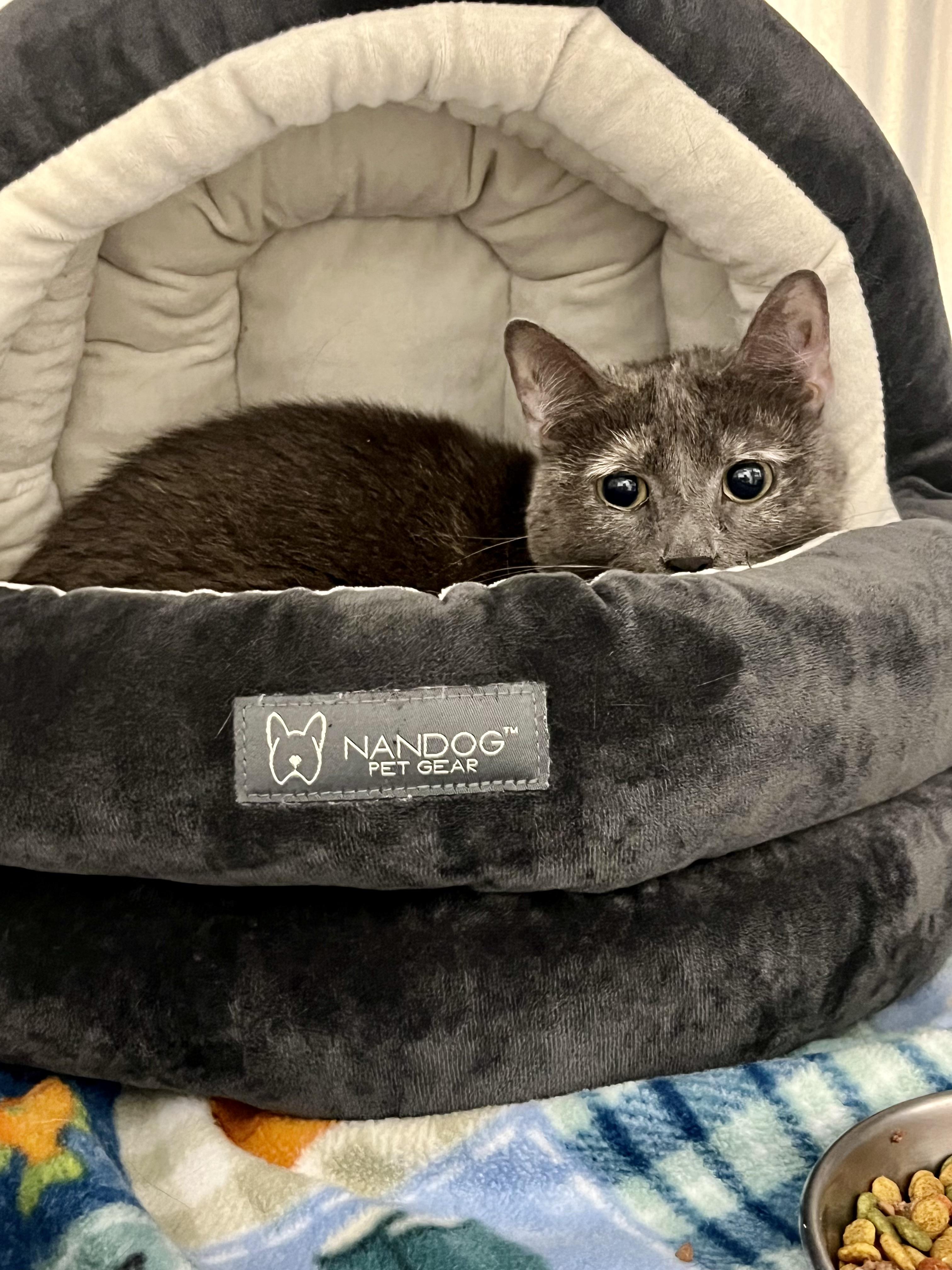 Madeline, ADOPTABLE, Adult Female Domestic Short Hair.