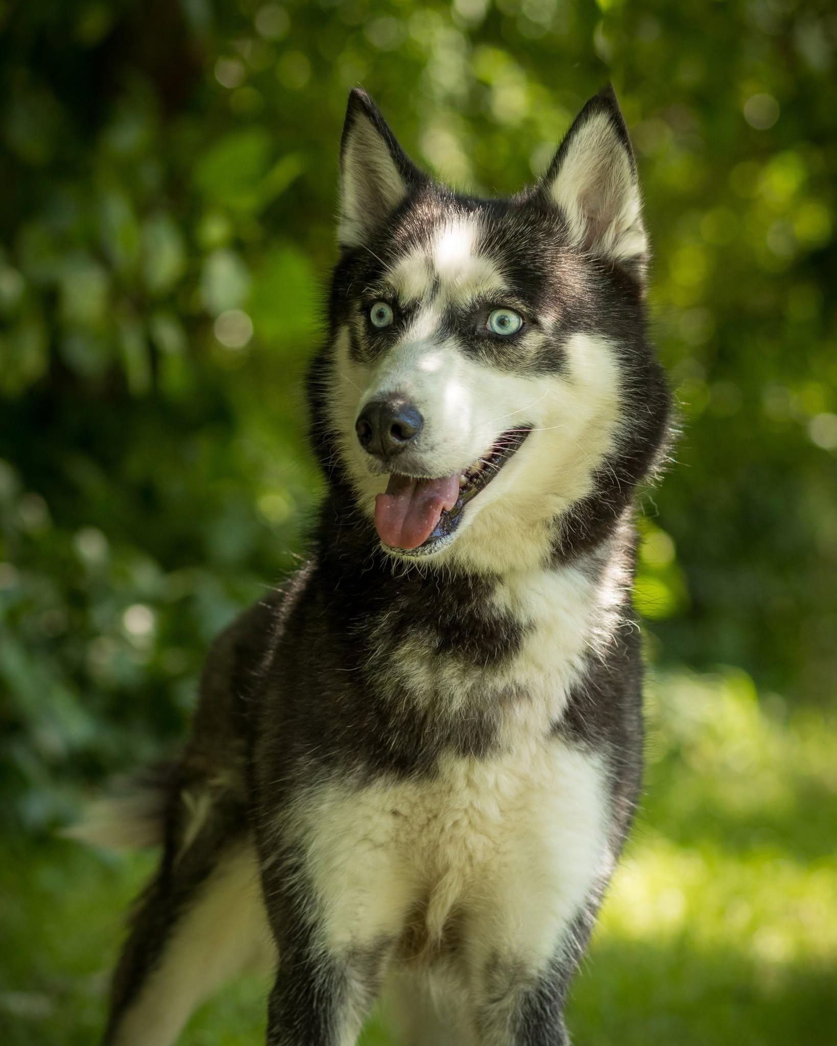 RAINBOW (0063), ADOPTABLE, Young Female Husky.
