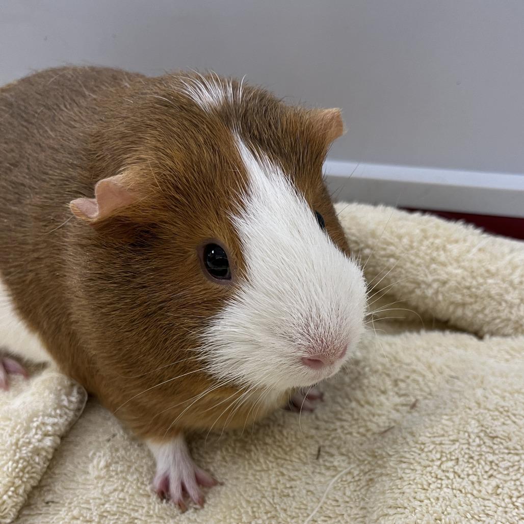 Capybara, Adoptable, Adult Female Guinea Pig.