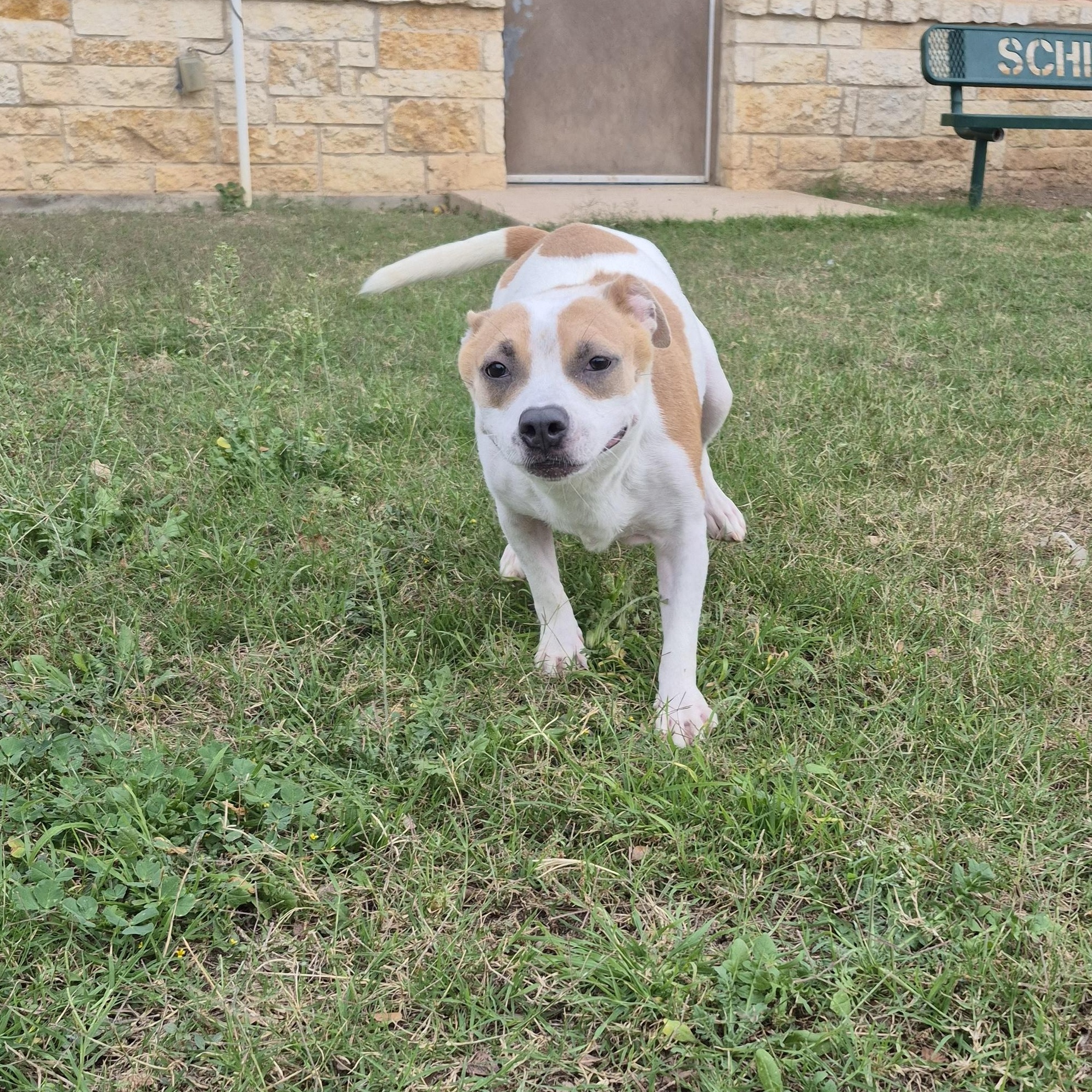 Sugar, a ADOPTABLE mixed breed in Schertz, TX image 2/4