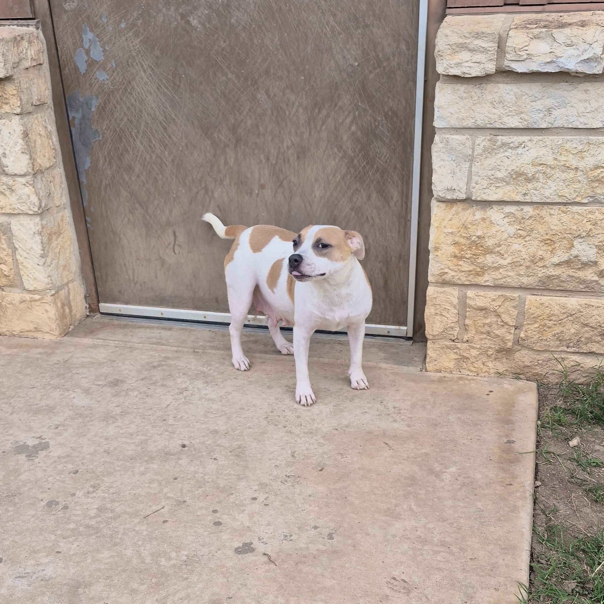 Sugar, a ADOPTABLE mixed breed in Schertz, TX image 3/4