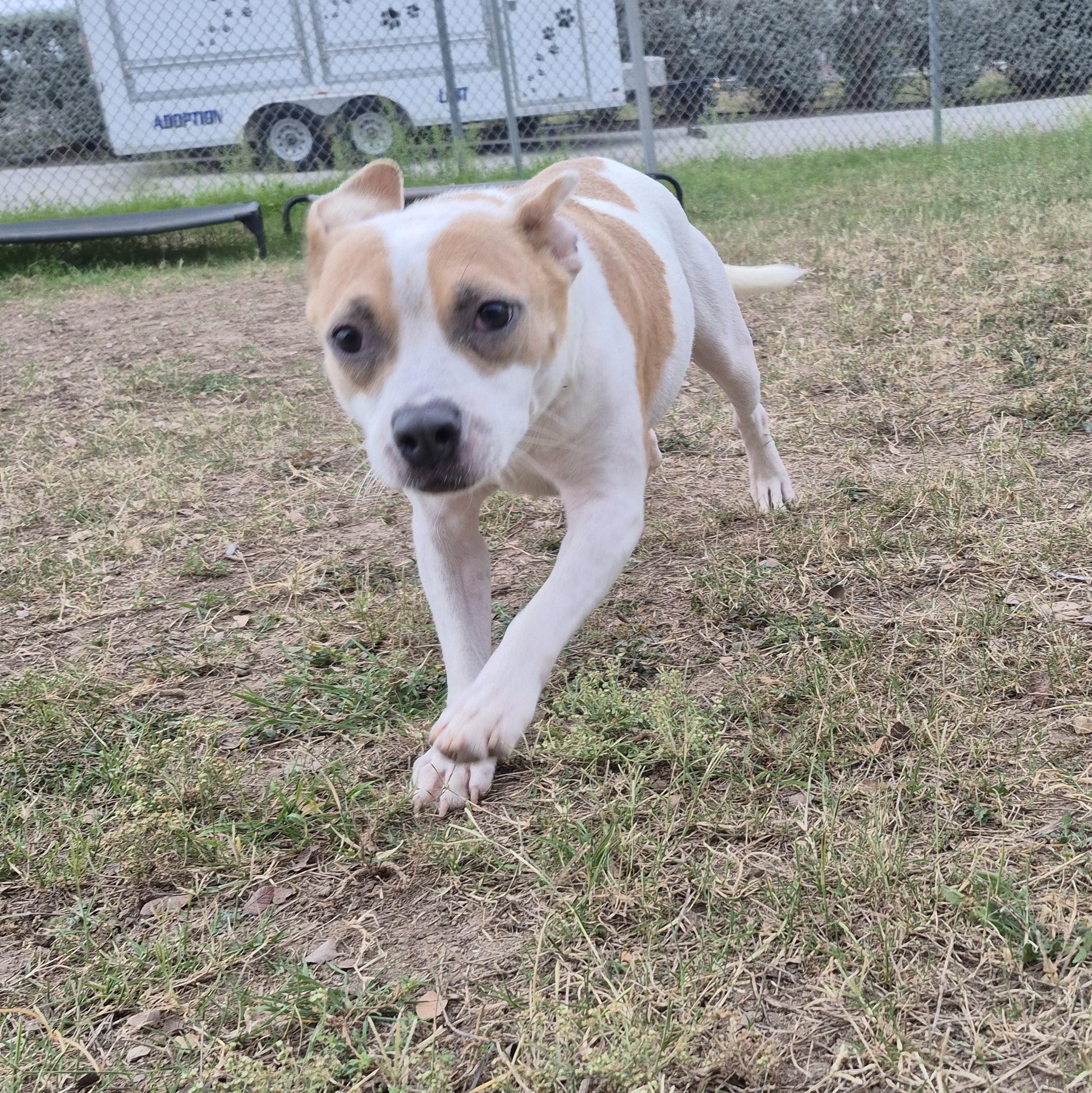 Sugar, a ADOPTABLE mixed breed in Schertz, TX image 4/4