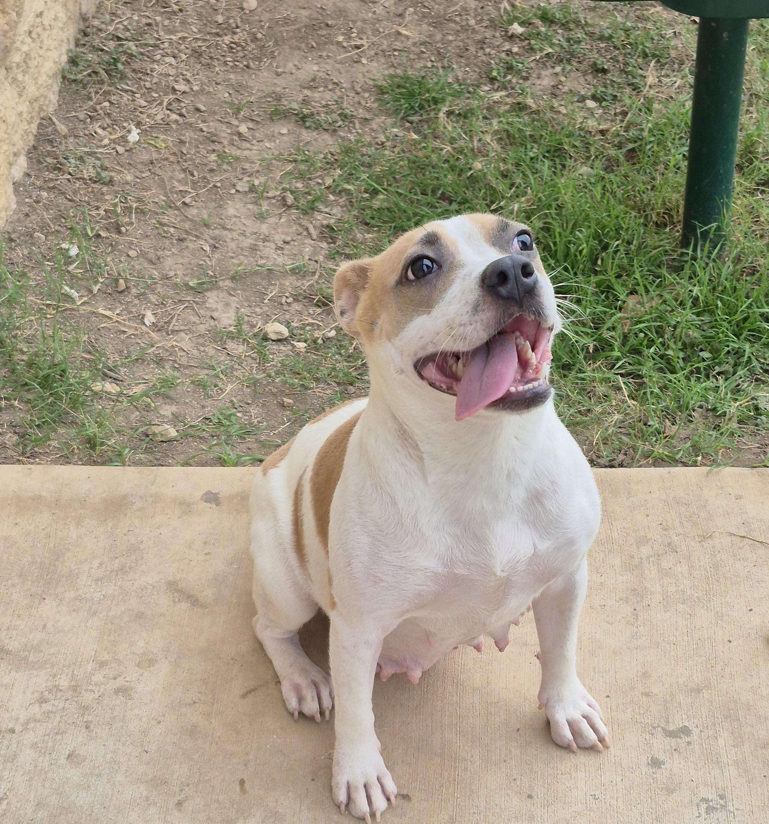 Sugar, a ADOPTABLE mixed breed in Schertz, TX image 1/4