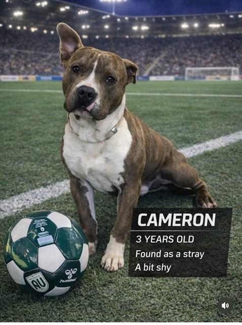 CAMERON, Adoptable, Adult Male Pit Bull Terrier.